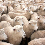 FoireMoutons2023-Nicolas-Evrard.mp3